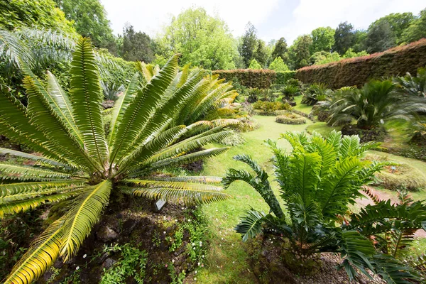 Palmiers Verts Dans Jardin — Photo