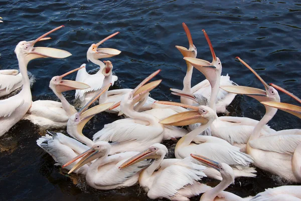 Pelikane Pelecanus Onocrotalus Auf Dem Fluss — Stockfoto