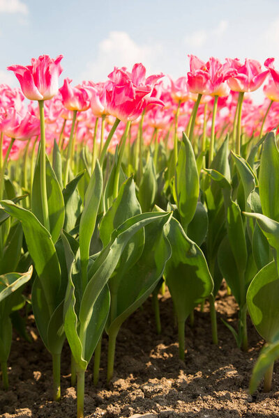 обширное цветочное поле с рядами розовых тюльпанов