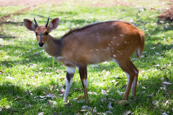 Uitzicht Schattigste Herten Het Wild — Stockfoto