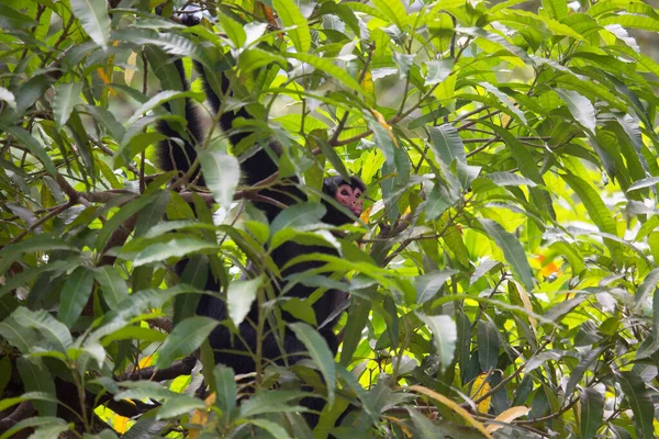 Macaco Aranha Cara Vermelha Ateles Paniscuscaught Habitat Natural — Fotografia de Stock