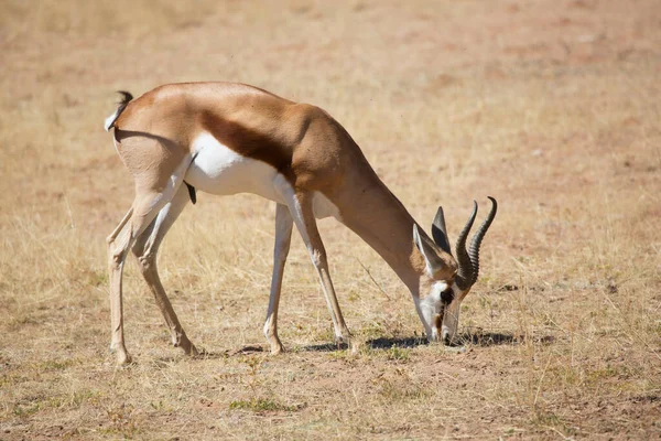 Springbok Antidorcas Marsupialis Caminando Pastando Las Praderas Secas Del Desierto —  Fotos de Stock