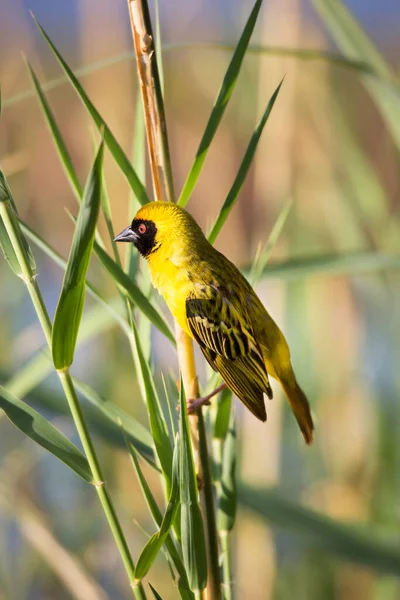 Vogel Een Tak Van Een Boom — Stockfoto