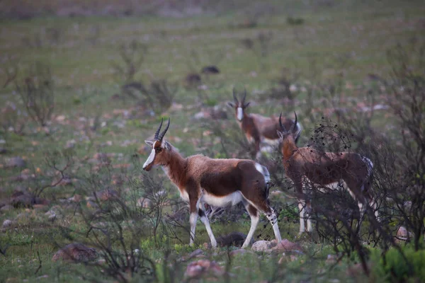 Groupe Antilopes Dans Nature Parc National — Photo