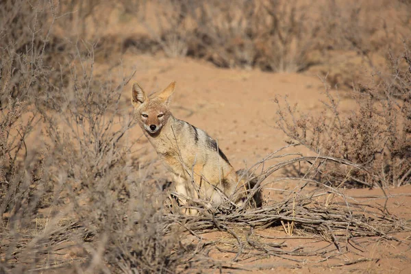 Black Backed Jackal Canis Mesomelas Observing Area Grass Scrub Lands — Stock Photo, Image