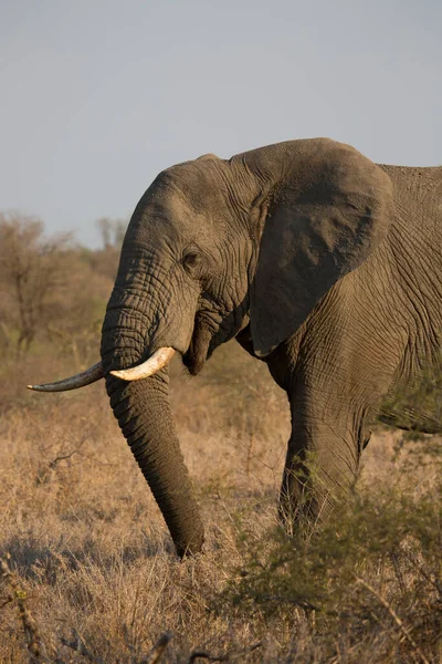 Afrikai Elefánt Kenyai Szavannában — Stock Fotó