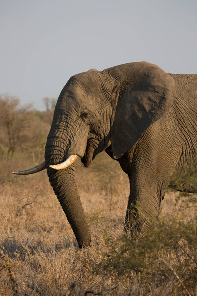 African elephant in the savannah of kenya