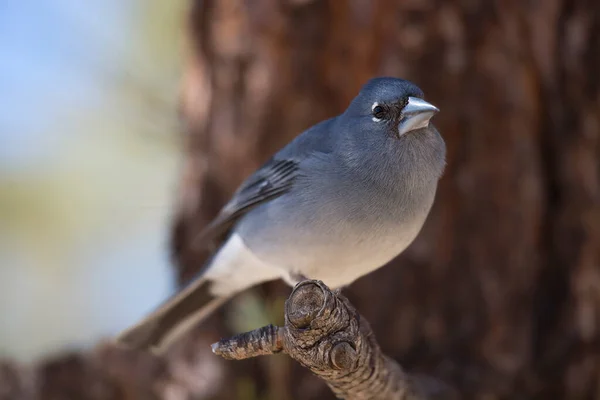 Closeup Shot Beautiful Bird Royalty Free Stock Images