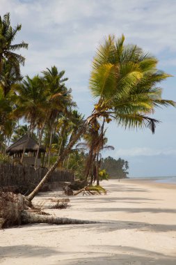 Palmiye ağaçları olan güzel tropikal plaj