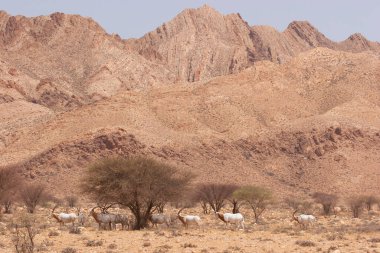 Palamut boynuzlu antilop sürüsü, Oryx dammah, Sahra Çölü 'ndeki korkunç önlüklerin arasında yürüyorlar.