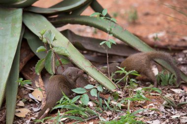 İki sıradan cüce firavun faresi