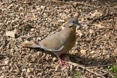 Kahverengi güvercin yere tünemiş.