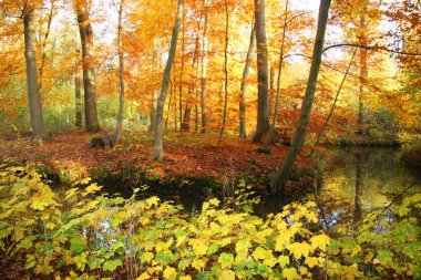 Ormandaki ağaç dallarının görüntüsü 