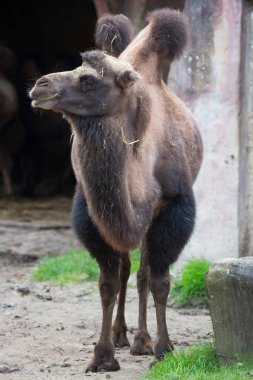 Genç kahverengi bir devenin portresi.