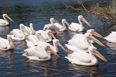 Nehir üzerindeki pelikanlar (Pelecanus onocrotalus)
