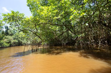 Amazon 'un yoğun yağmur ormanları yeşil yapraklar ve nehirlerle doludur.