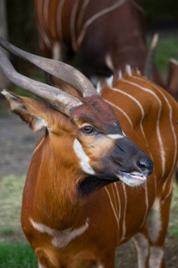 Bongo 'nun yakın plan başkanı Tragelaphus Eurycerus 