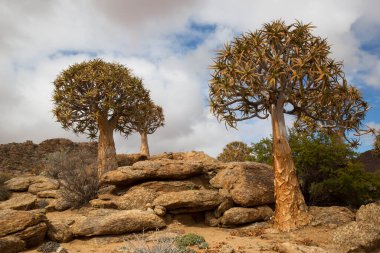 Titrek ağaçlar veya Kokerboom ormanı, Aloidendron ikilemi, Karoo bölgesinin tipik ıssız kayalık çöl manzarası ve Nothe Cape