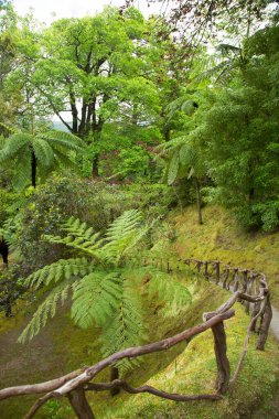 Ormanın güzel manzarası