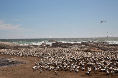 Sahildeki doğal yaşam alanındaki deniz kuşları sürüsü.