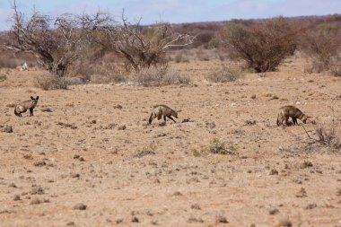 Güneşli çöl sahnesinde üç çakal.