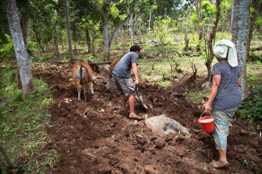 Tarlada çalışan hayvanlarla çiftçi.