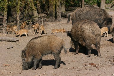 Hayvanat bahçesindeki en şirin tüylü domuzlar.