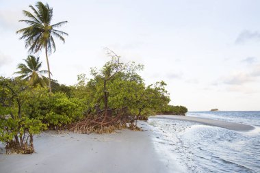 Yeşillikli güzel tropikal sahil manzarası
