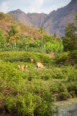 Dağın güzel manzarasının manzarası