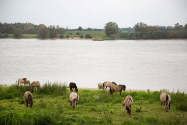 Hollanda kıyıları boyunca başıboş gezen vahşi Konik atları sürüsü.