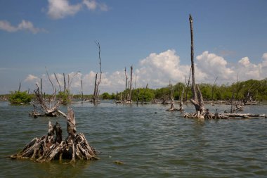Alçakta uzanan orman, ölü ağaçlar ve kütüklerle sonuçlanır.