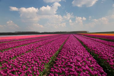 Renkli lalelerle dolu geniş çiçek tarlaları 