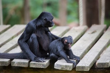 Ormandaki örümcek maymunlarının yakın plan çekimi.