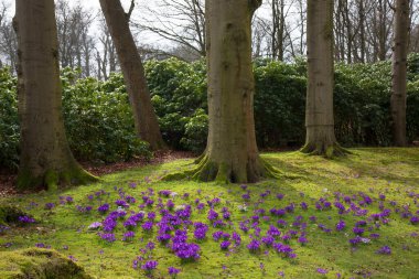 Ormanda güzel bahar çiçekleri