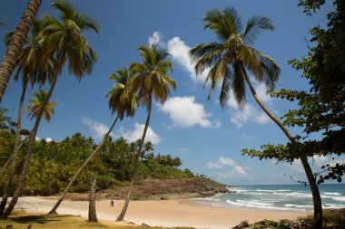 Terkedilmiş ve el değmemiş tropikal sahilde palmiye ağaçları ve kum