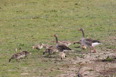 Greylag kaz ailesi, anser anser anser, otların arasında yürüyen ve otlayan