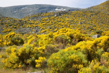 Sarı çalılı resimli dağlar.