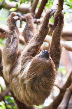 Şirin bir tembel hayvanın yakın plan fotoğrafı.