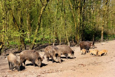 Hayvanat bahçesindeki en şirin tüylü domuzlar.
