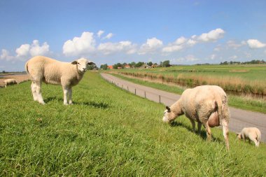 Yeşil bir çayırda otlayan koyunlar