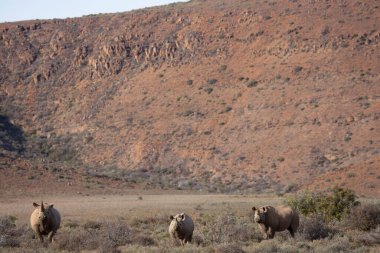 Kara gergedan, Diceros bicornis, Karoo çölü vadisinde alçak çalılıklarda yürüyor.