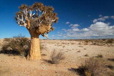 Titrek ağaçlar veya Kokerboom ormanı, Aloidendron ikilemi, Karoo bölgesinin tipik ıssız kayalık çöl manzarası ve Nothe Cape