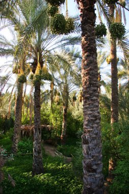 Palmiye ağaçları, tarlalar