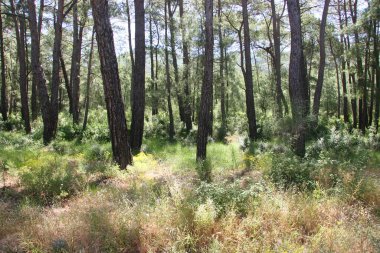Ağaçları ve yeşil otları olan güzel bir manzara.
