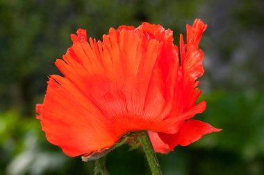 Güzel çiçeğin yakın çekim görüntüsü