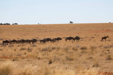 Siyah antilop ya da beyaz kuyruklu gnu, Connochaetes Gnou, açık ovalarda yürüyor.