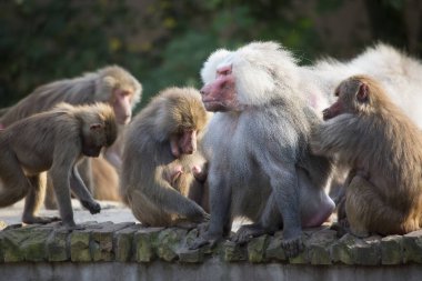 Hamadryas babun ailesi, papio hamedryas, birlikte oturup birbirlerini tımar ediyorlar.