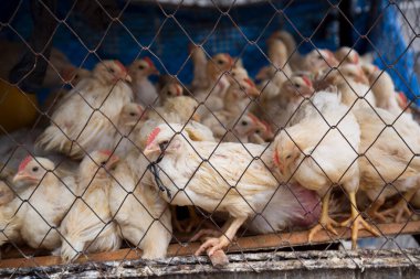 Kafesteki bir grup genç tavuğun görüntüsü