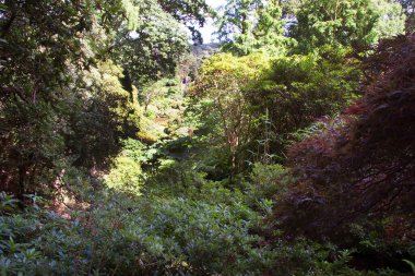 Yaz boyunca yeşil orman