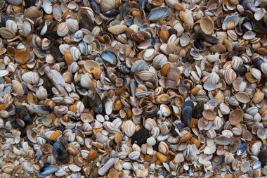 Deniz kabuğu dokusu. arkaplan.